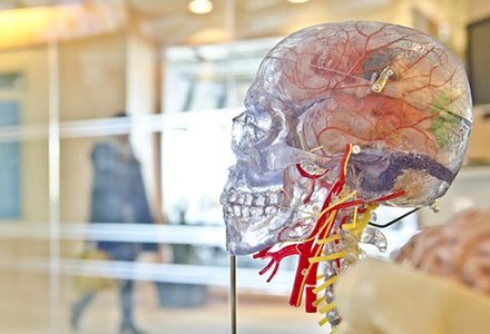 Memory and Neuro Health at Health Nourish World